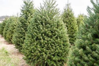 douglas fir tree farm