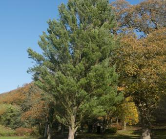 white pine tree