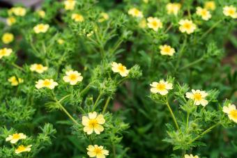 Yellow potentillas blooming