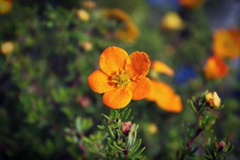 Orange potentilla shrub flowers in summer