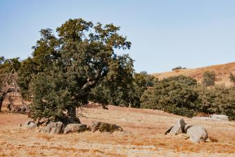 canyon live oak in California