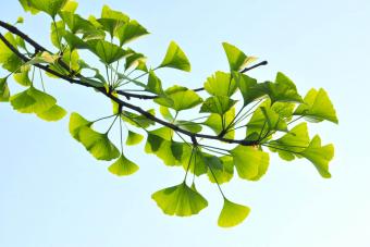 Ginkgo biloba leaves