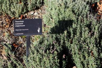 Teucrium cossonii