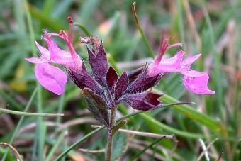 Wall Germander