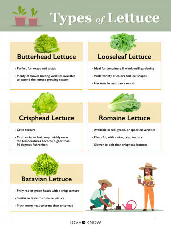 Types of Lettuce Infographic