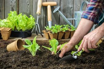 planting lettuce in garden 