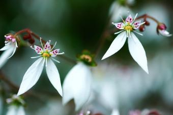 Saxifraga stolonifera