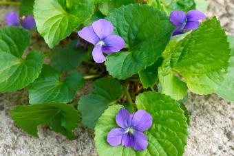 Common Blue Violet (Viola sororia)