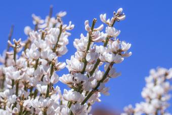 White Spanish Broom