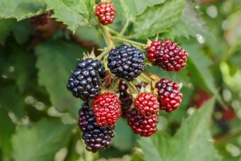 blackberries on bush