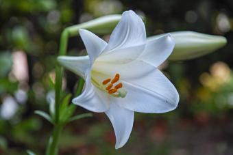 Growing & Caring for Easter Lilies (+ Other Fun Facts)