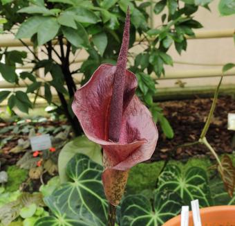 Amorphophallus Konjac Smell