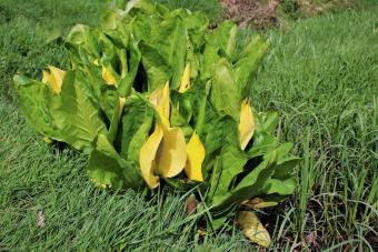 American Skunk-cabbage