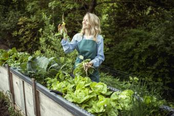 Woman harvesting radishes from vegetable patch