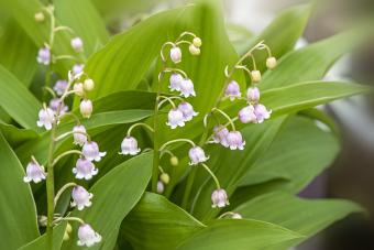 Lily of the Valley flowers