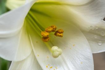 Easter Lily close up with pollen