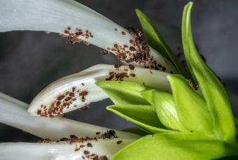 aphids on flower