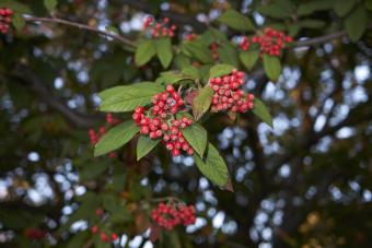 Cotoneaster frigidus branch with red berries