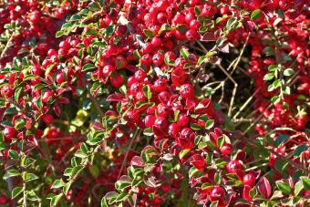 Cranberry Cotoneaster (Cotoneaster apiculatus)