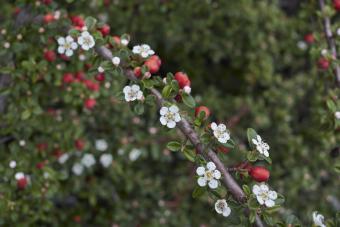 white flower and red fruit of Cotoneaster microphyllus 