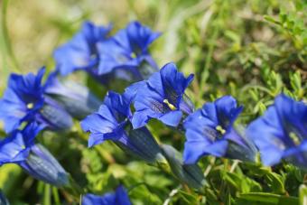 Stemless Gentian