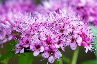 How to Grow Spirea and Its Varieties