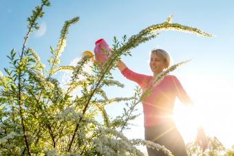 Woman watering white spiraea flowers from a pink watering can at sunset