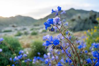 Canterbury Bells wildflowers (Phacelia campanularia) 