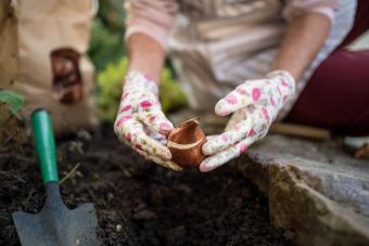 Hands of senior woman planting bulbs outdoors