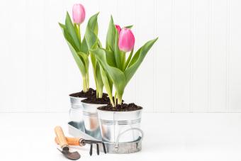 Three potted tulips in a tray with garden tools