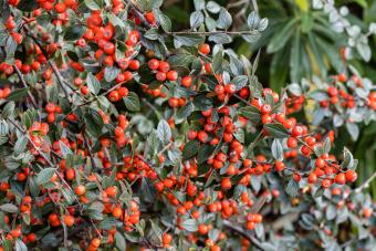 Cotoneaster Simonsii