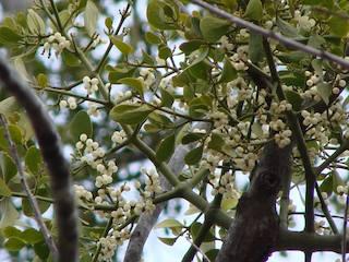 mistletoe