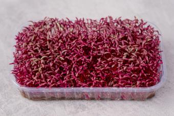 Sprouting micro greens. Seed germination at home. Amaranth micro herbs