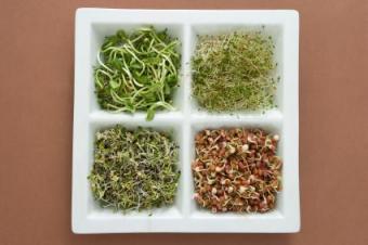 different-sprouts.jpg