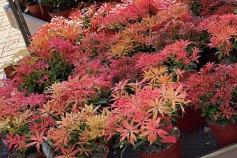 Pieris Japonica Red Head