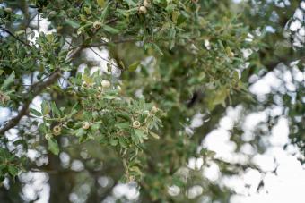 Holm oak in the forest