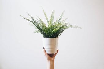 Woman Holding Potted Plant Against White Background