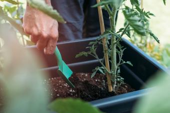 Close up of male hand adding fertilizer to tomato plant