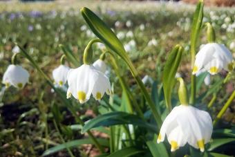 Snowbell, dewdrop and also known as St. Agnes' flower with Galanthus nivalis in the background