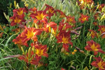 day lily flower