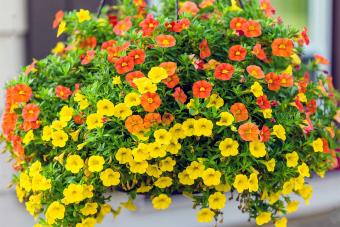 million bells petunia in hanging basket