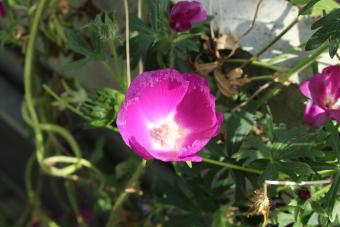 Purple Poppy Mallow flower - Callirhoe Involucrata