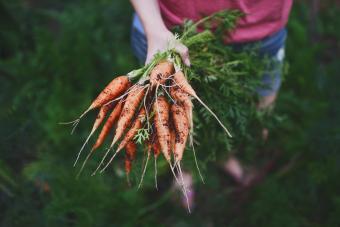 Hands holding freshly pulled garden carrots