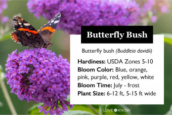 Butterfly Bush Characteristics