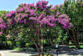 Crape Myrtle Lagerstroemia indica