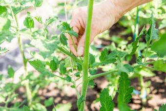 woman hand pinch off excessive shoot sucker that grow on tomato plant