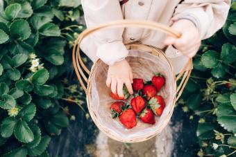 Close up high angle view of girl picking fresh strawberries in organic farm
