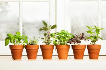 Indoor Herb Plant Garden in Flower Pots