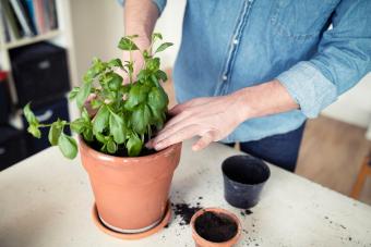 Man planting basil