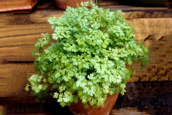 Chervil plant on pot